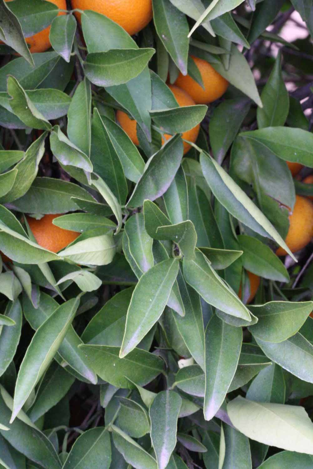            Sun leaves (SRA 63, Riverside, CA)   